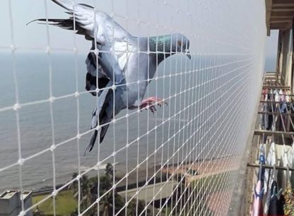 Pigeon Nets